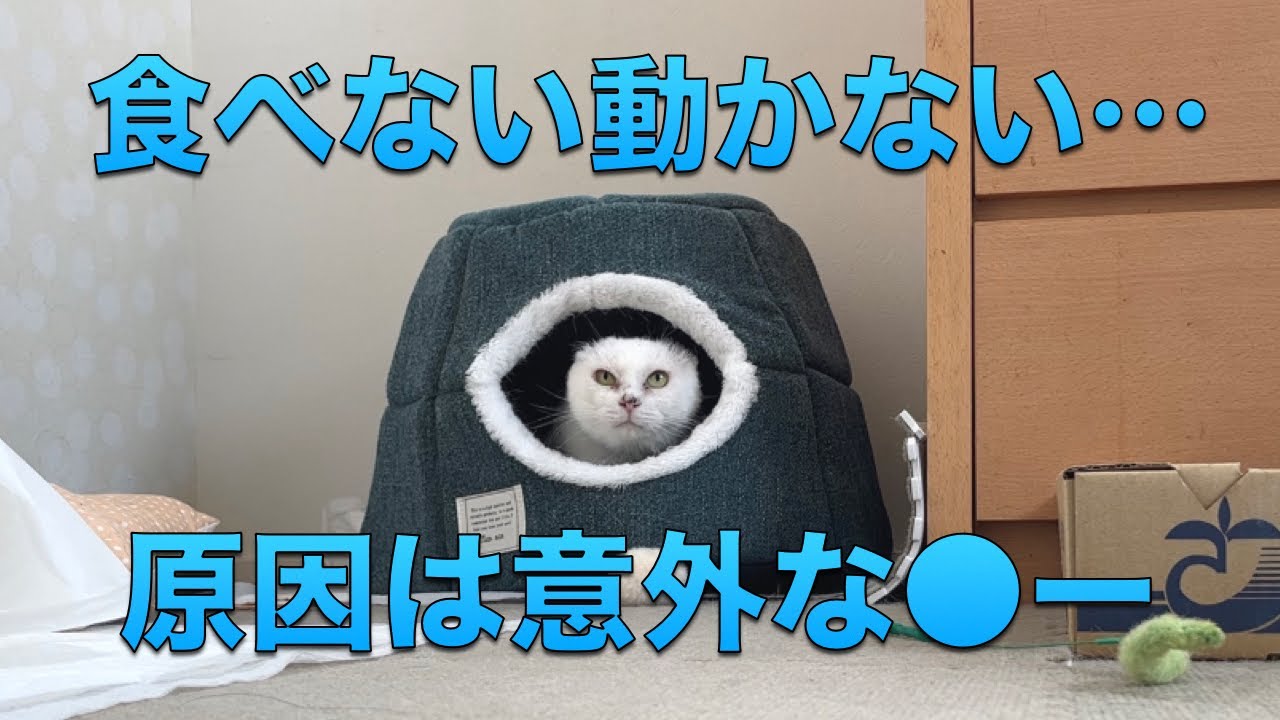 【209】預かり子猫６匹、自宅猫犬合わせ１２匹のボランティア生活の実態☆ホープ、シロさんへの新たなアプローチ❤️