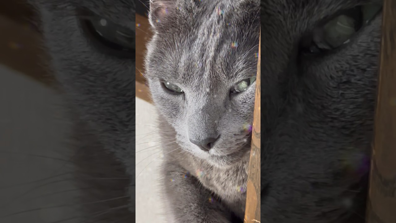 【ロシアンブルー】めろん、カウンターでまったり😉【猫】#shorts