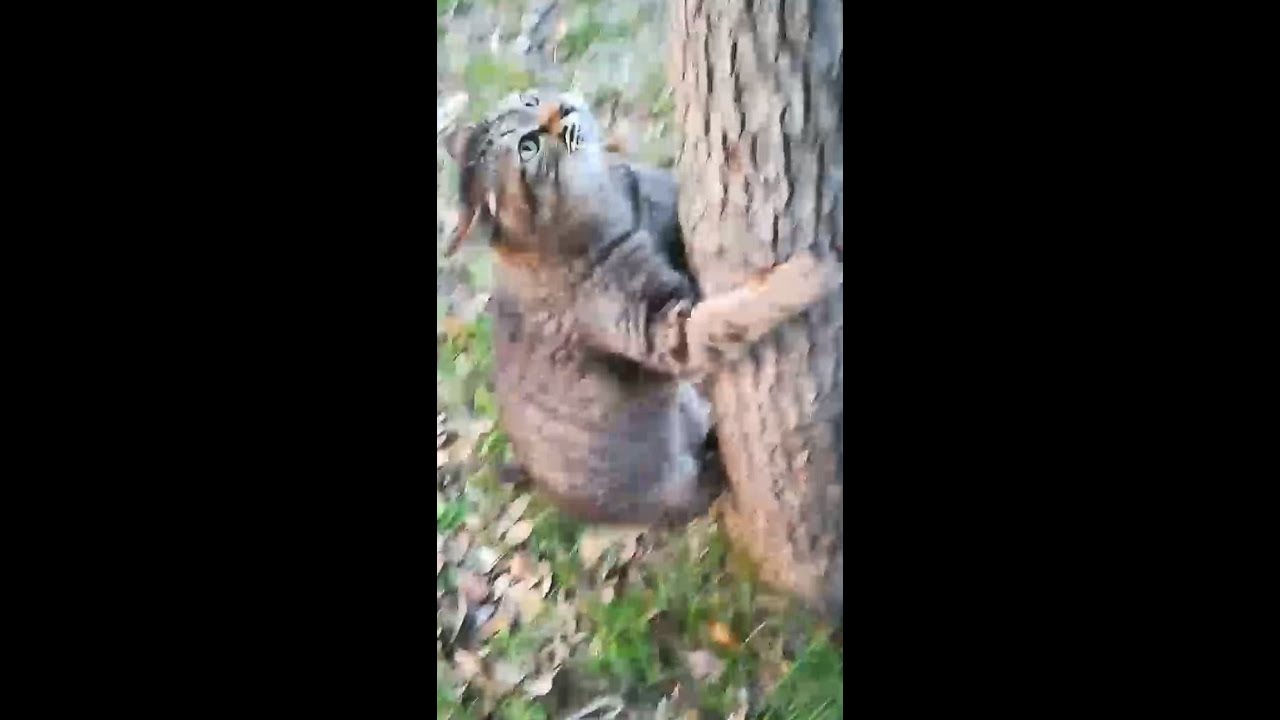 優しいキジトラ野良猫物語10養父猫と一緒に歩いた場所をパトロールA brown cat walking woods with memory of his adoptive father #shorts