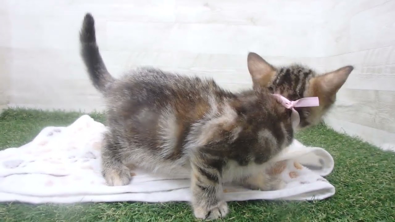 Coo&RIKU　No00638661 アメリカンショートヘアー