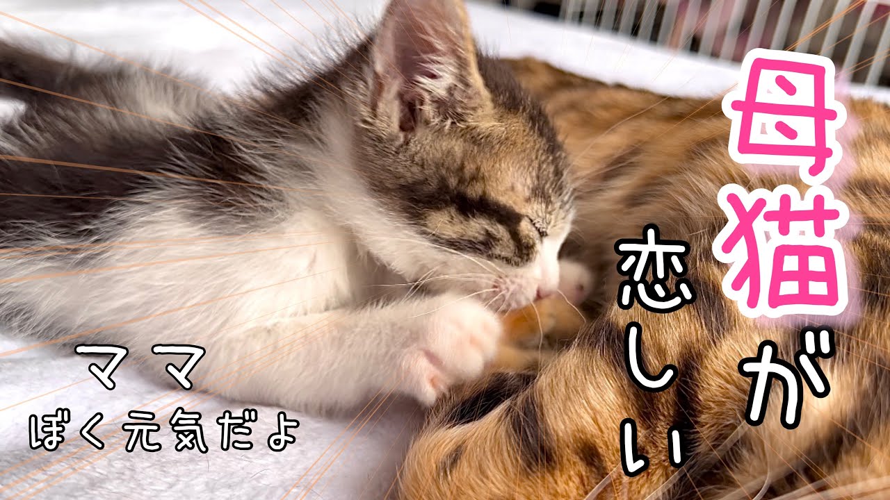 【預かり保護猫】捨てられた子猫が母猫を恋しがる行動に泣けてきました【感動】