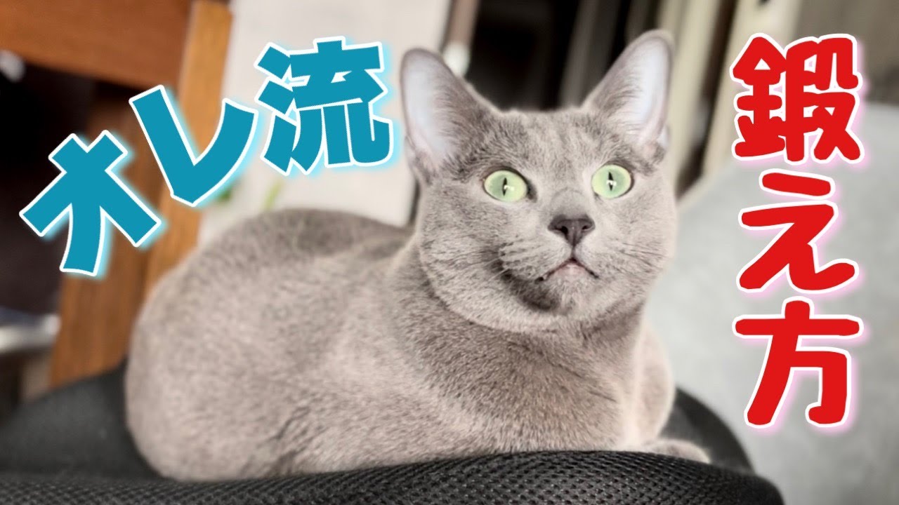 ロシアンブルー | 猫が新しいトレーニンググッズにご満悦 [Russian Blue cat Kotetsu] The cat satisfied with new training toy