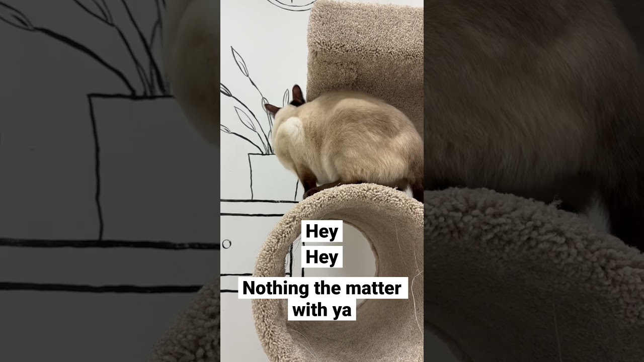 This cat was yelling and you’ll never guess what he wanted! 🙀