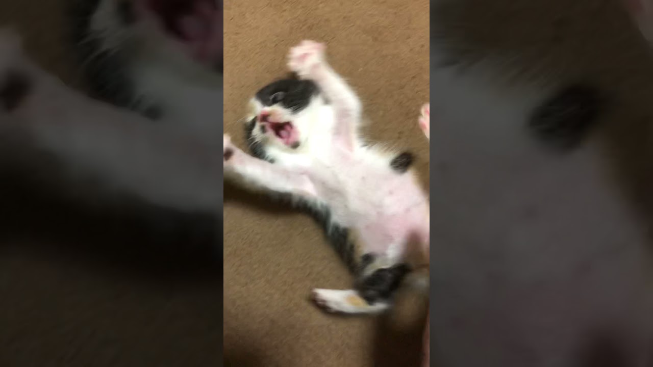 【わんぱく】三毛猫がいる生活 / Life with a Japanese bobtail cat