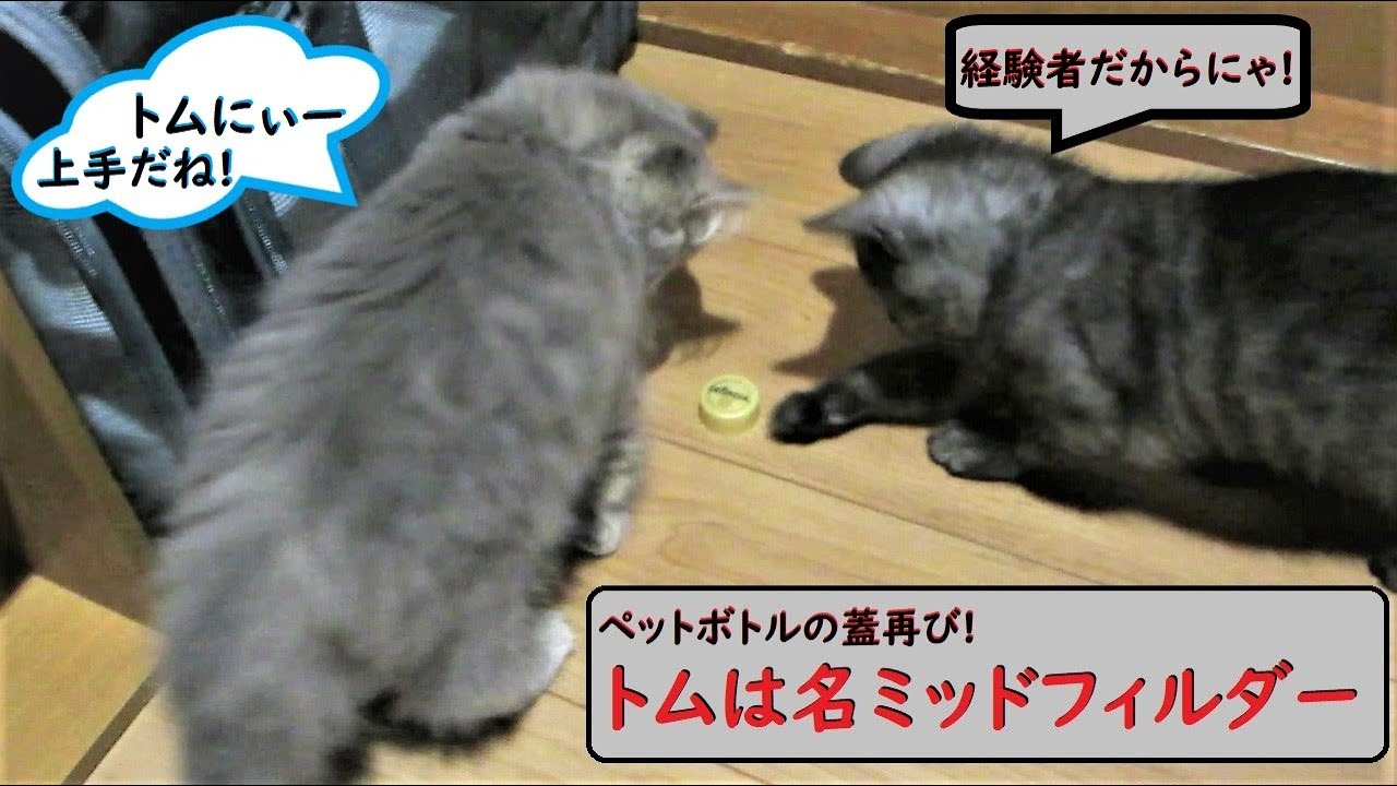 「スコティッシュフォールド」兄弟猫!【ペットボトルの蓋再び!トムは名ミッドフィルダー!】(お迎えから10日目昼)