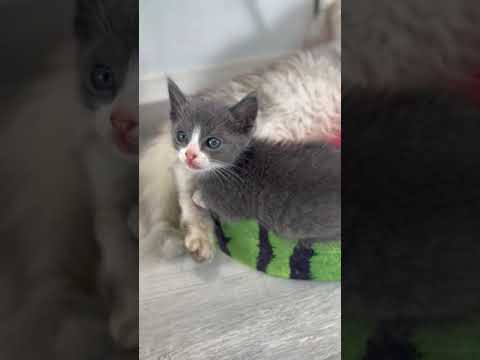 その他の猫種 ロシアンブルーにハチワレ　グリーンアイ ブルー&ホワイト（短毛）