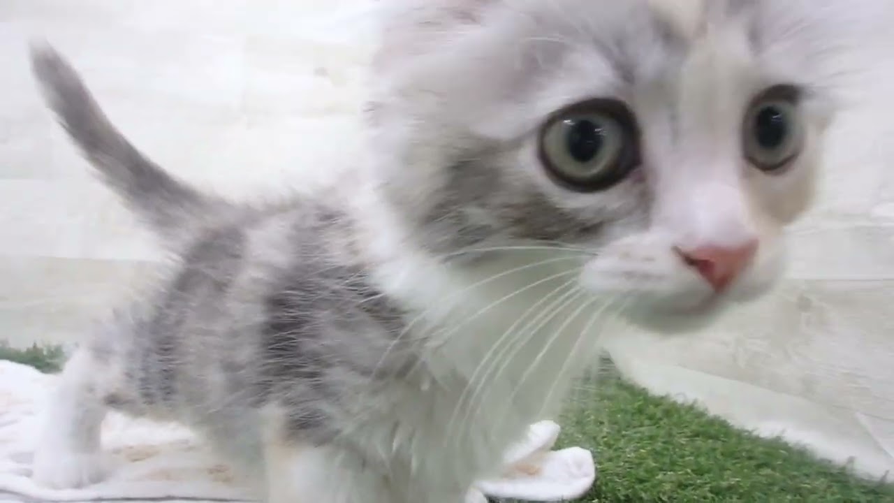 Coo&RIKU　No00638209 アメリカンカール