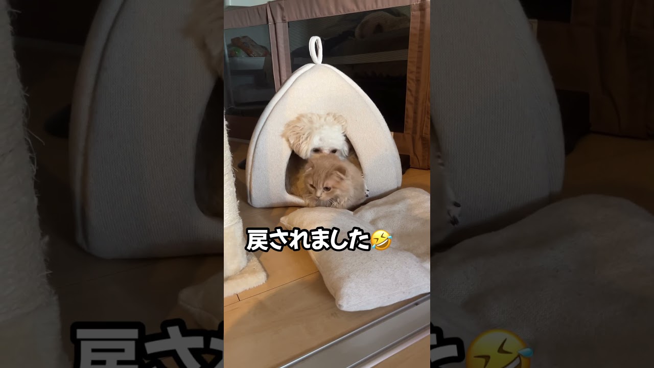 過保護な兄犬#スコティッシュフォールド #チワプー #猫 #犬 #cat #dog #かわいい #おすすめ #shorts #あさひなさんた