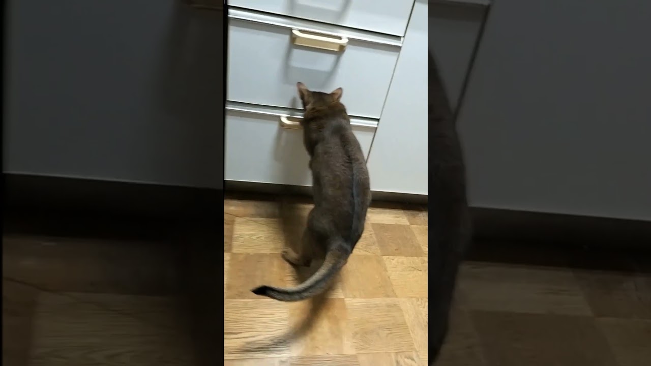 ネコ動画あび＃1686　#shorts　あびの毎日　アビシニアン　あび