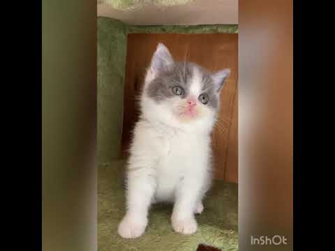 スコティッシュフォールド 大人しくて人が大好き、甘えん坊なブルー&ホワイト（短毛）の男の子✨