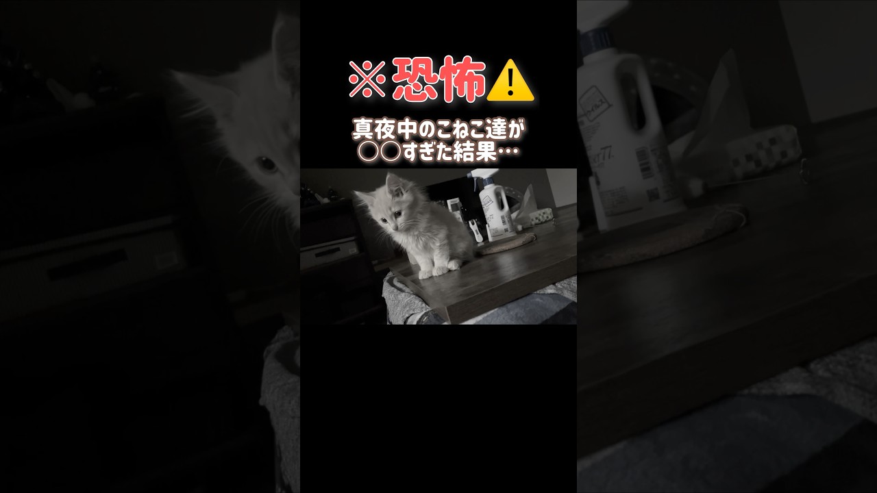 【恐怖】真夜中に起きたら子猫が○○過ぎた結果… #ほごねこ #寝不足