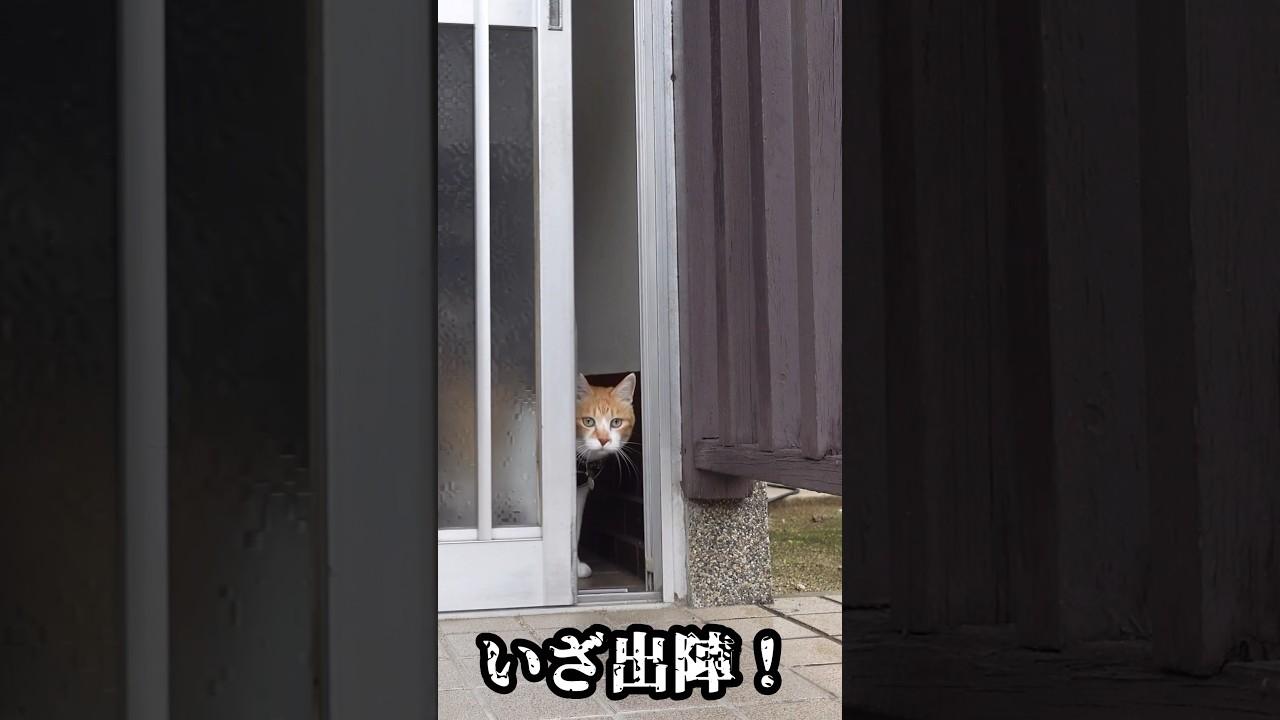 猫武将「思ってたんと違う！」