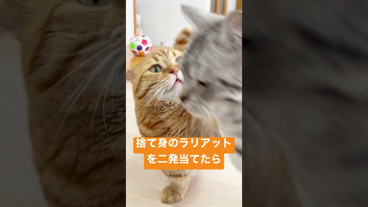 父を跨いだ息子に踏み込んで捨て身のパンチを当てたら...まさかの... #shorts