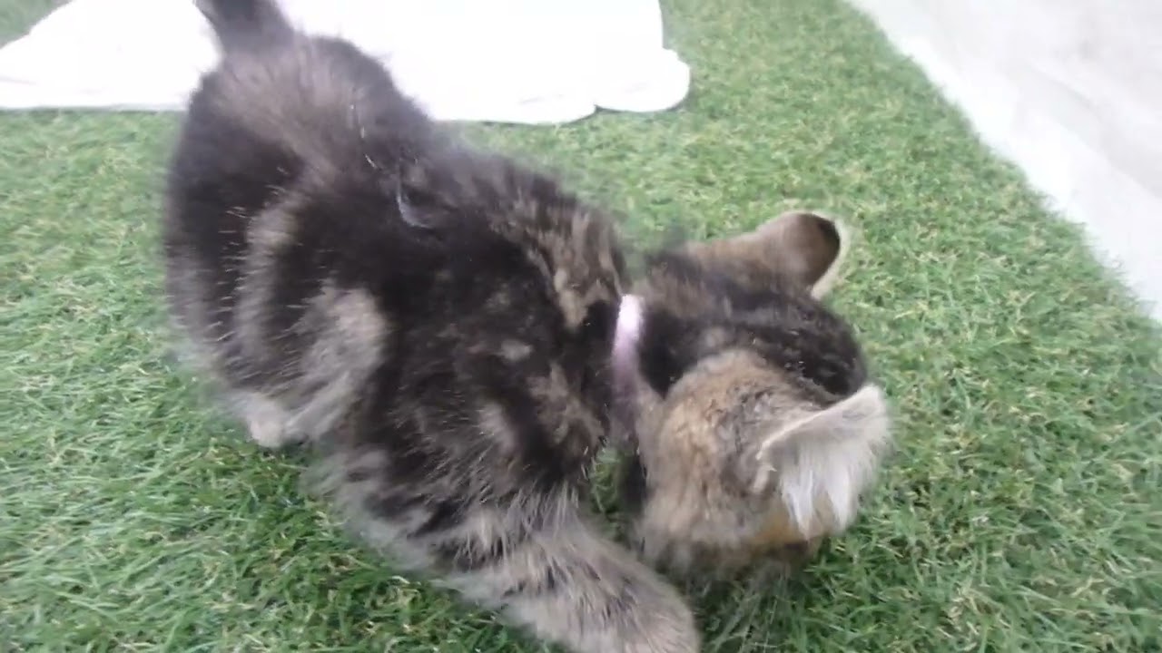 Coo&RIKU　No00638232 アメリカンカール