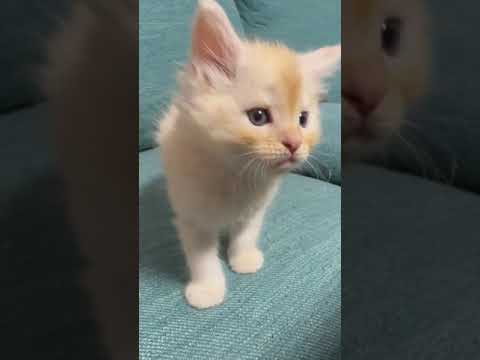メインクーン クリームタビーの男の子♪