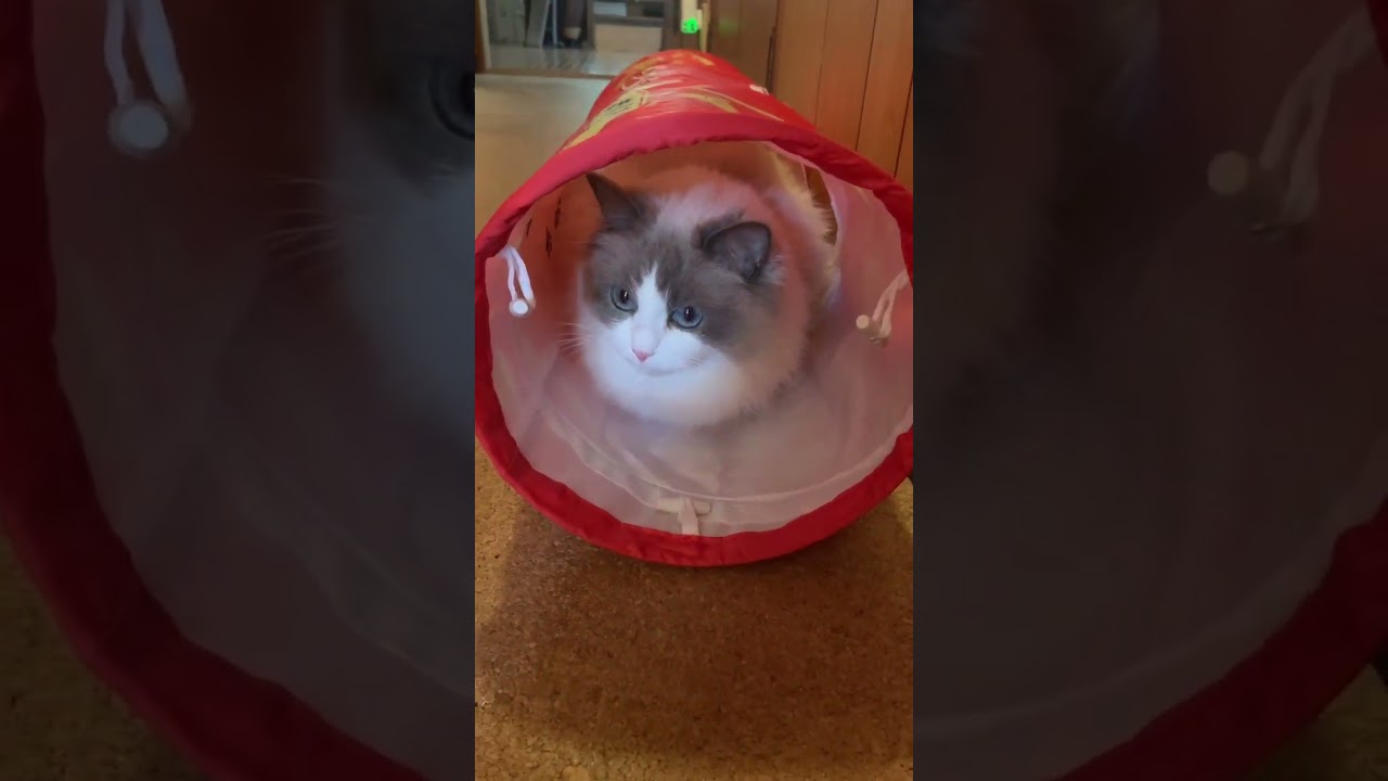 トンネル大好きラグドール チャオちゅーる ぬいぐるみ猫 猫かわいい動画 猫癒し動画 猫動画 猫カフェ気分 人気猫種 小さいラグドール @minamin.ch.2022