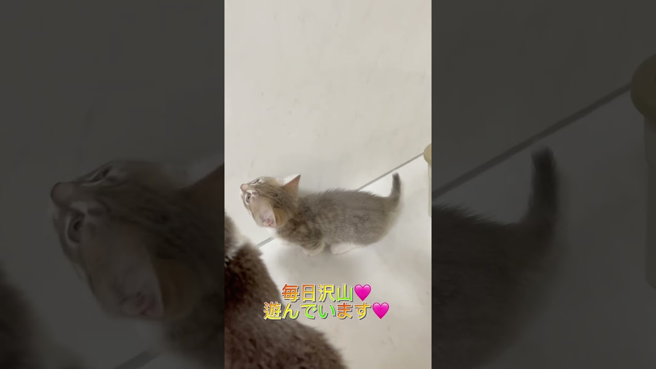 短足マンチカンちゃん男の子🩷 【お問合せ詳細は説明欄に記載あります】 #マンチカン #子猫 #ブリーダー直販 #猫 #猫のいる暮らし #ミヌエット #子猫販売 #ラパーマ #スクーカム #猫動画