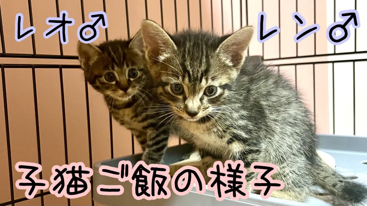 【猫】預かり子猫ご飯の様子Part2【ほのぼの】