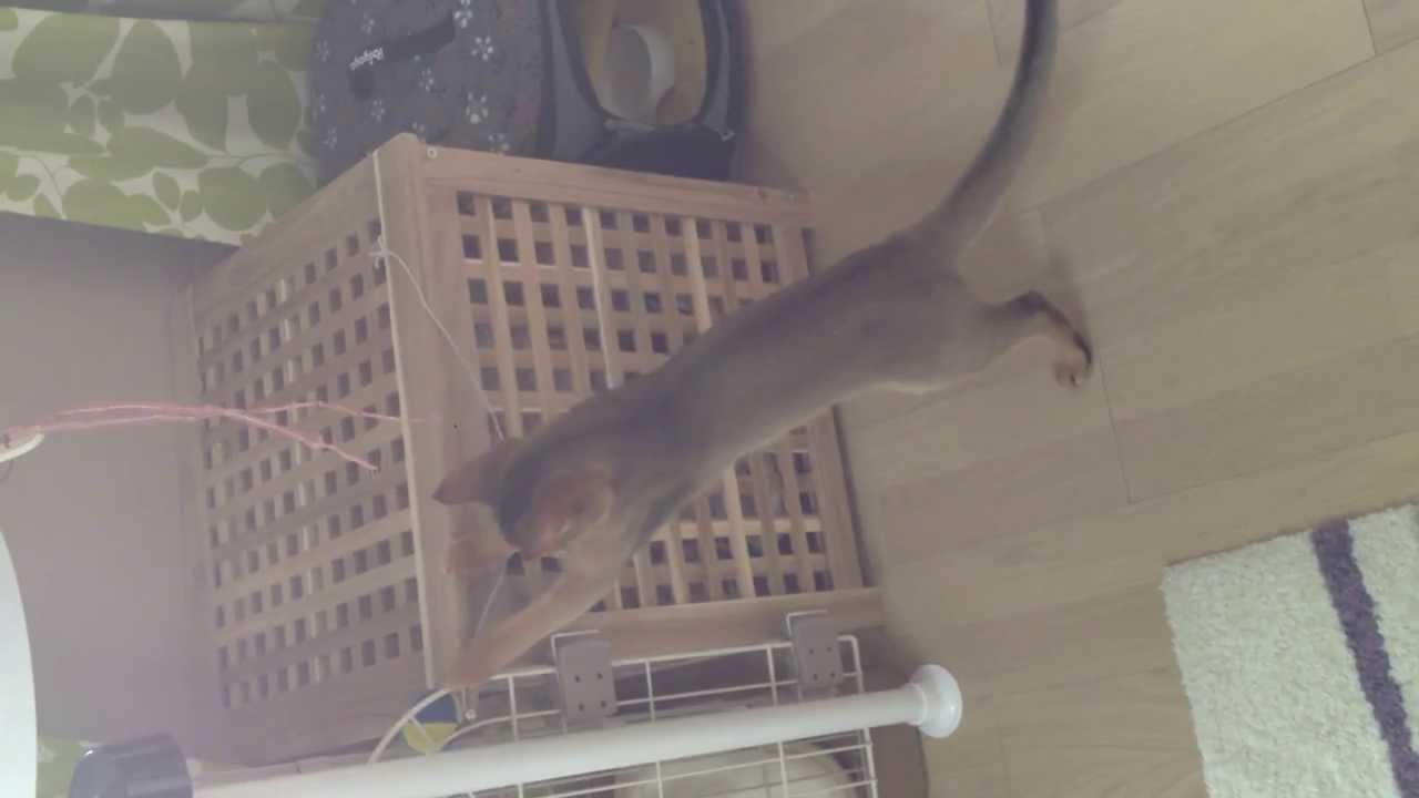 アビシニアンのまろ ボールに翻弄される