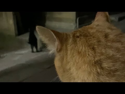 【伏見稲荷】当然のように膝に乗ってくるようになった茶トラ猫のチャコ　A brown cat that was supposed to get on his lap
