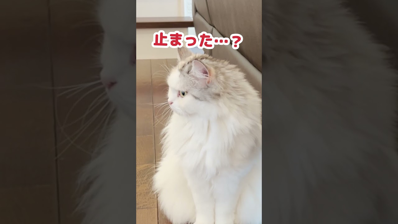 家の外で爆発音が鳴り止みません…#Shorts