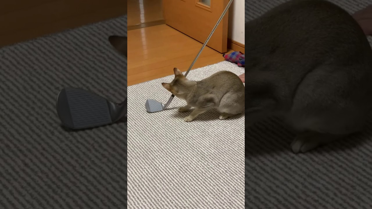 ゴルフクラブにスリ～スリ～♪シンガプーラのきなこ