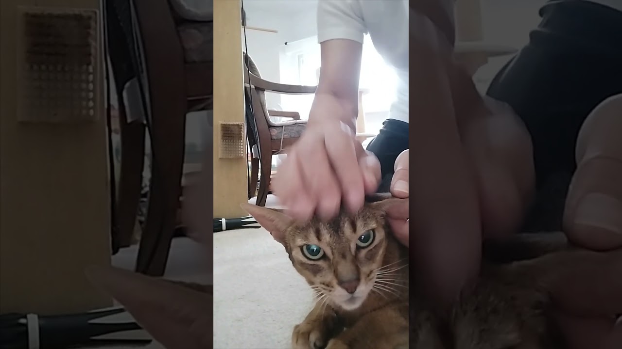ネコ動画あび＃1682　#shorts　あびの毎日　アビシニアン　あび