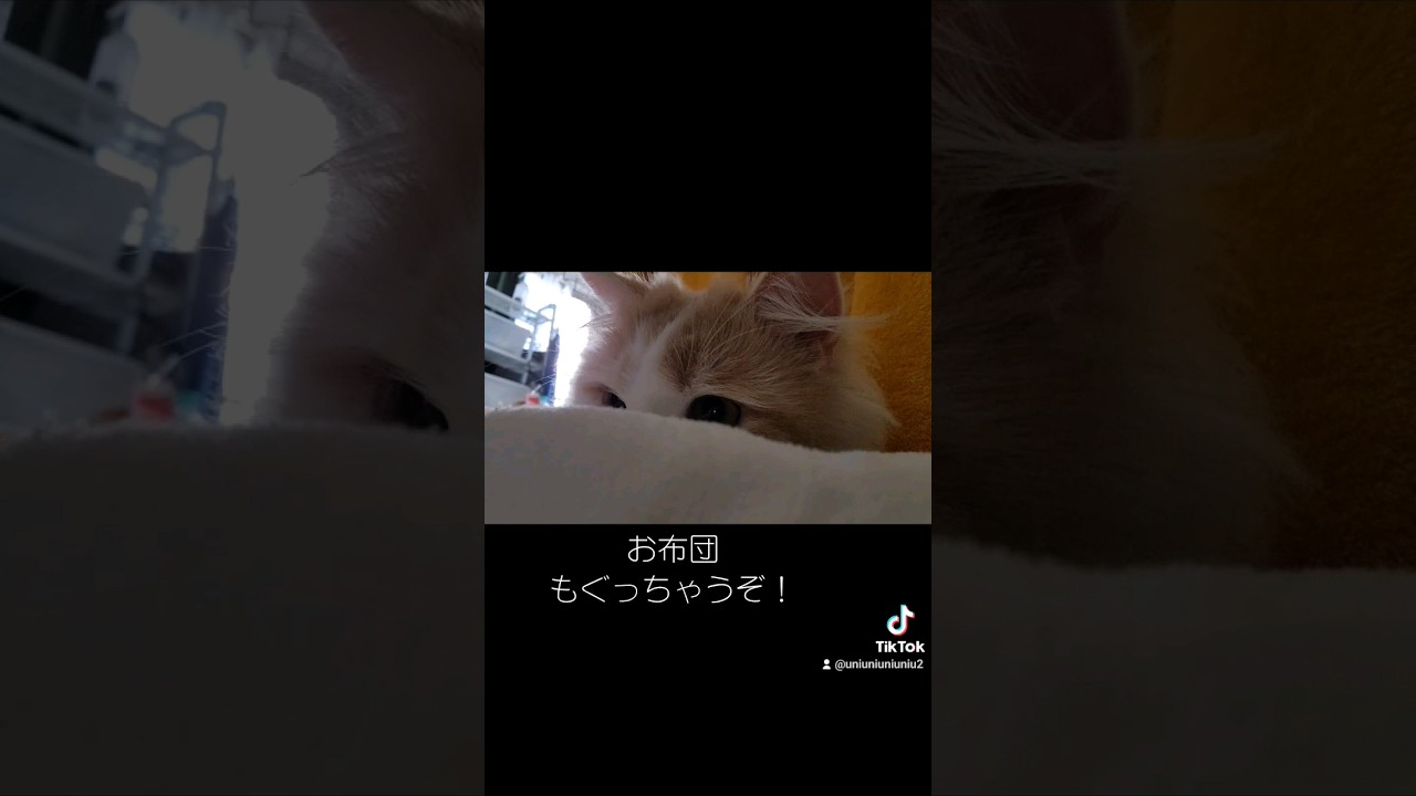 優しすぎる朝 #ラガマフィン #猫動画 #cat #子猫 #癒し