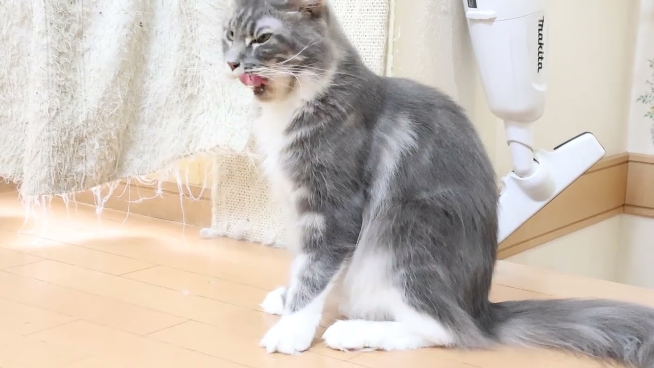 シャイなメインクーン女子ラーラさん