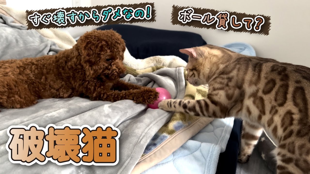 【スノーベンガル猫とトイプードル】猫から必死にボールを守る子犬がこちらです