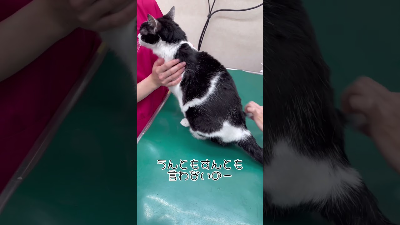 えっ？注射に気づいてないの？？【病院猫のれいちゃん】#shorts