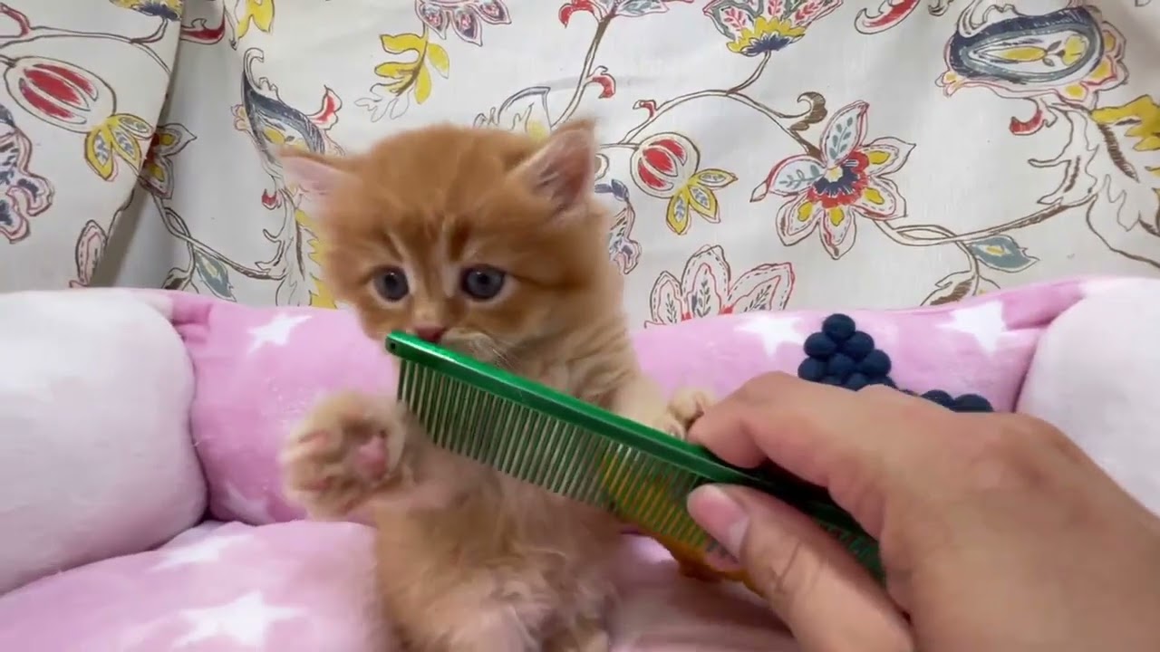 スコティッシュフォールド レッドチィックドタビー（ロングヘアー）の男の子♪