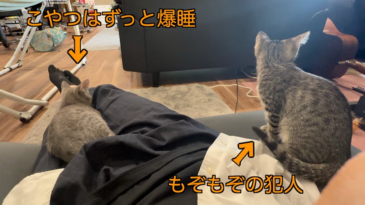 昼休みの子猫達