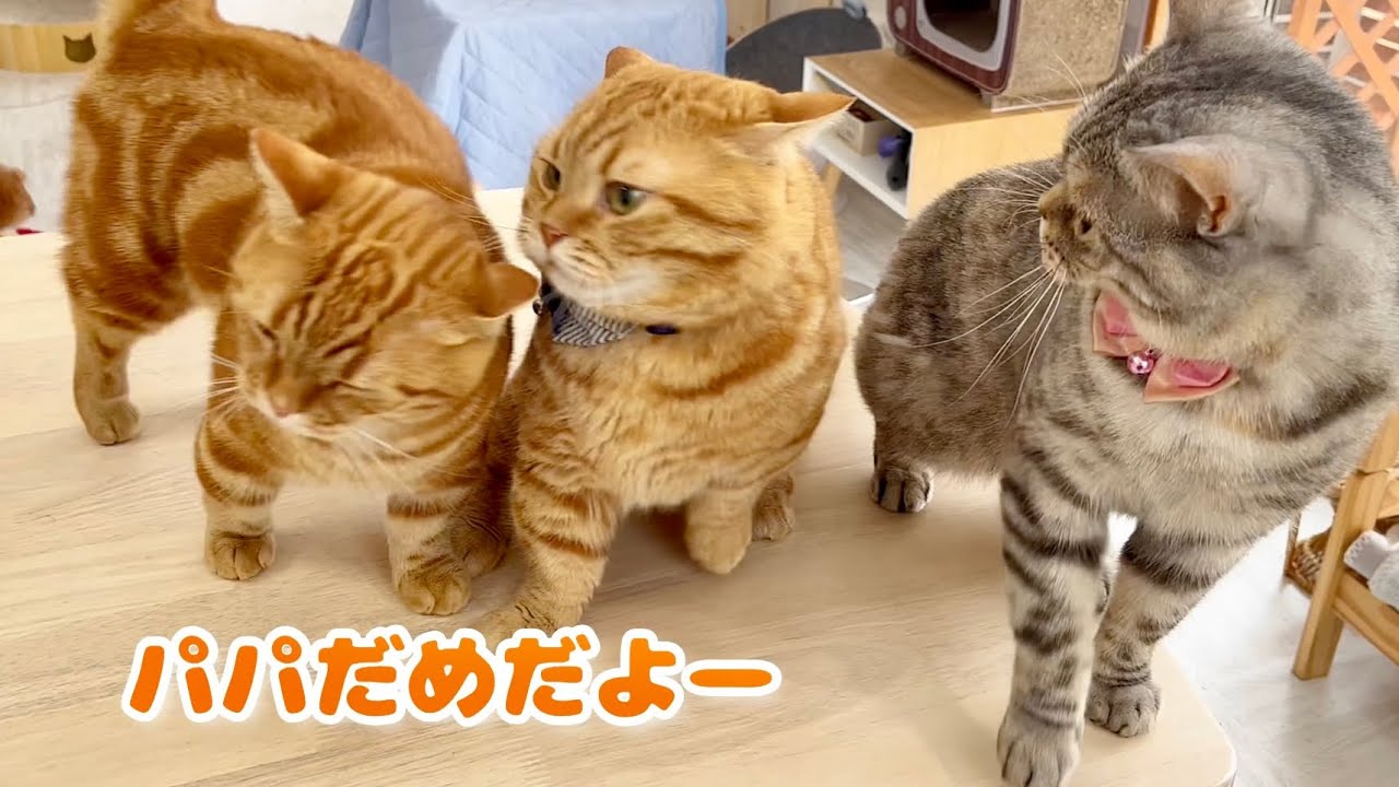 パパがママともめそうになるとすかさず仲裁に入るリーダーちゃびくん