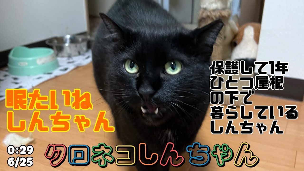 ひとつ屋根の下に暮らす様になって1年と1ヶ月と12日が経ちました〜保護して1年 0:29 6/25