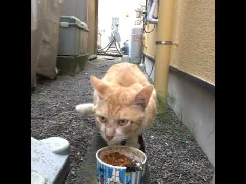 【Brown Cat】　 #shorts