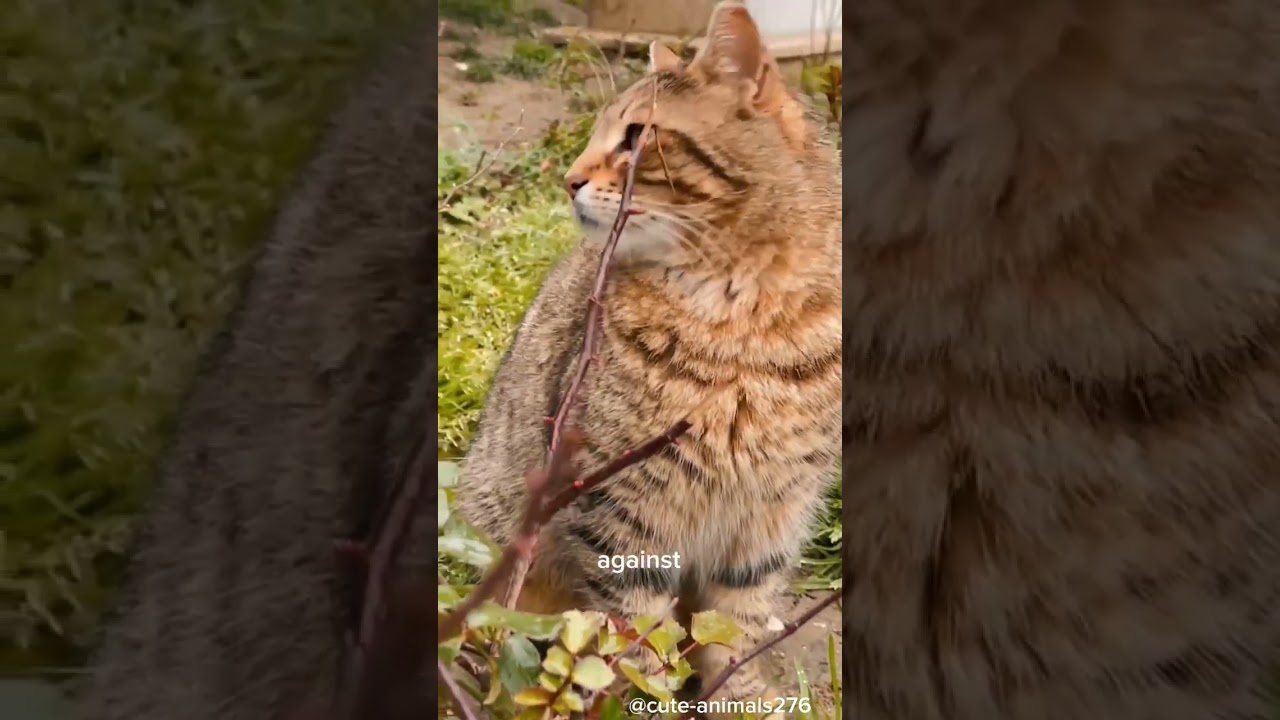 Unusual Facts about the CAT!! #cat #catvideos #ytshorts #facts