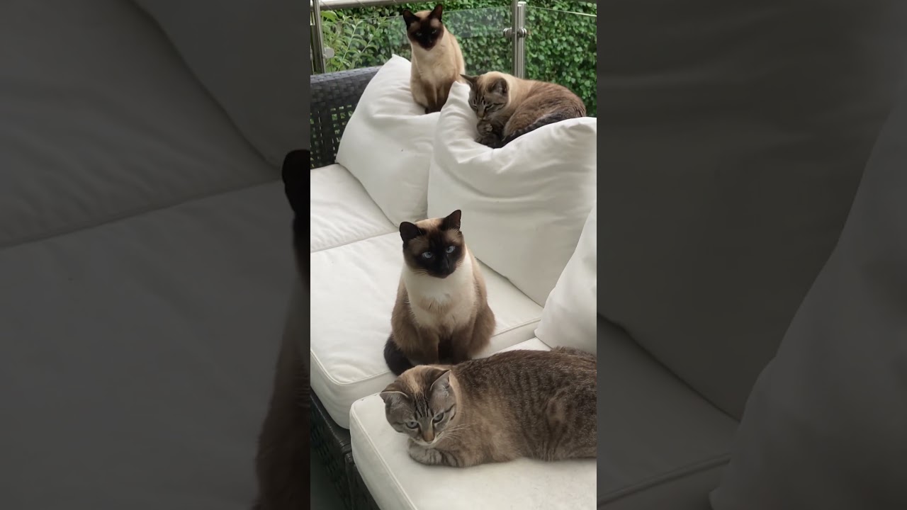 The whole Siamesecat Family #catfamily #familycat #siamese #siamesecats #catplaytime  #tired #miauw