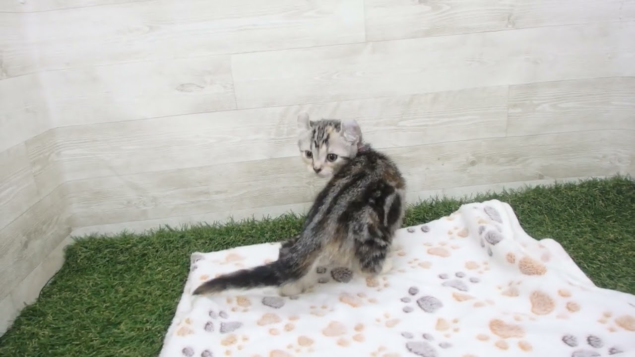 00597975 アメリカンカール