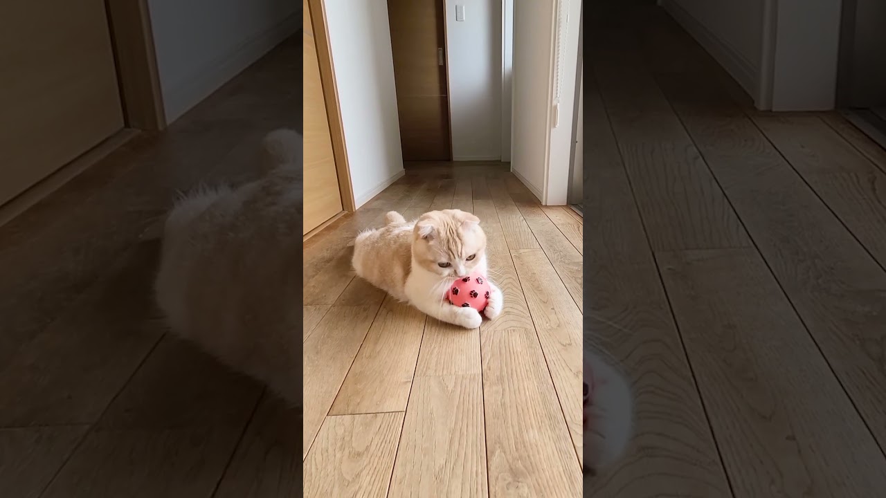 猫にボールを投げるとこうなる...笑#short