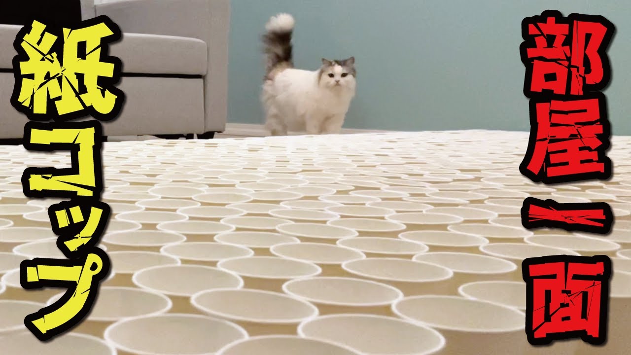 もしも自分の猫部屋が紙コップだらけになっていたら…【関西弁でしゃべる猫】