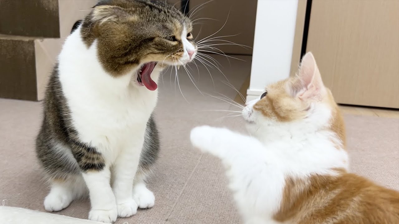パパ猫と子猫むぎくんが喧嘩！？身体を張って止めるおっさんに涙が止まりません…