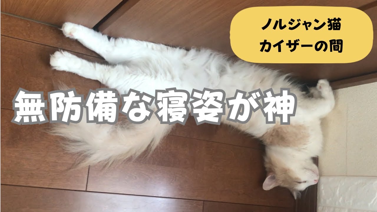無防備な寝姿が神#猫 #cat#ノルウェージャンフォレストキャット