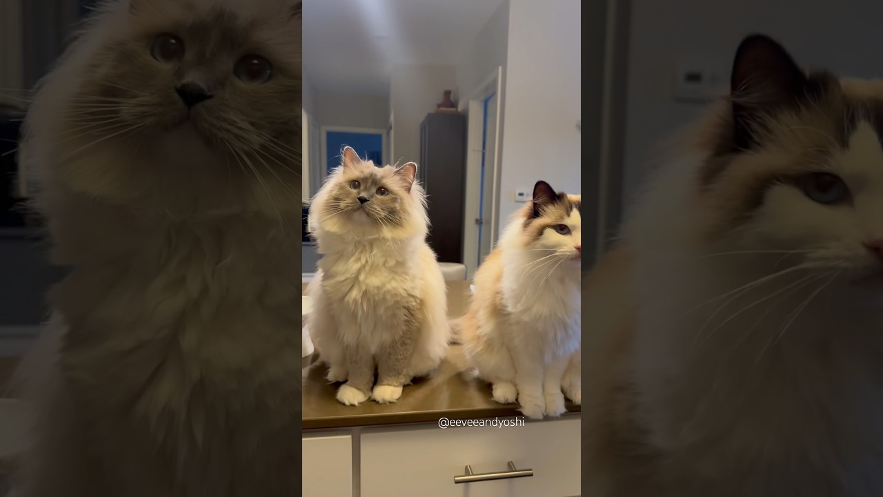 Tall queen and spin king