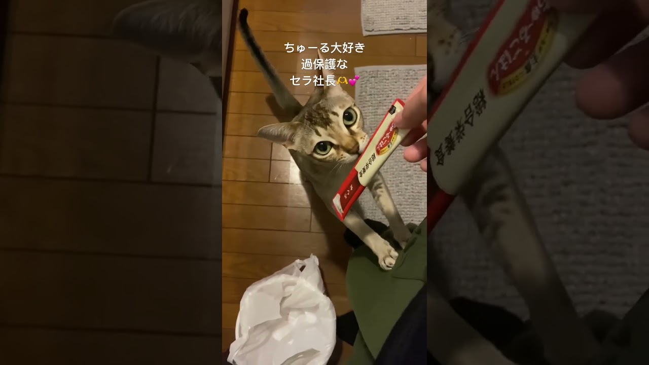 おねだりチュール過保護なセラ社長🫶💕【シンガプーラ】 #animals #singapura #cat #pets #kitten #ペットショップ