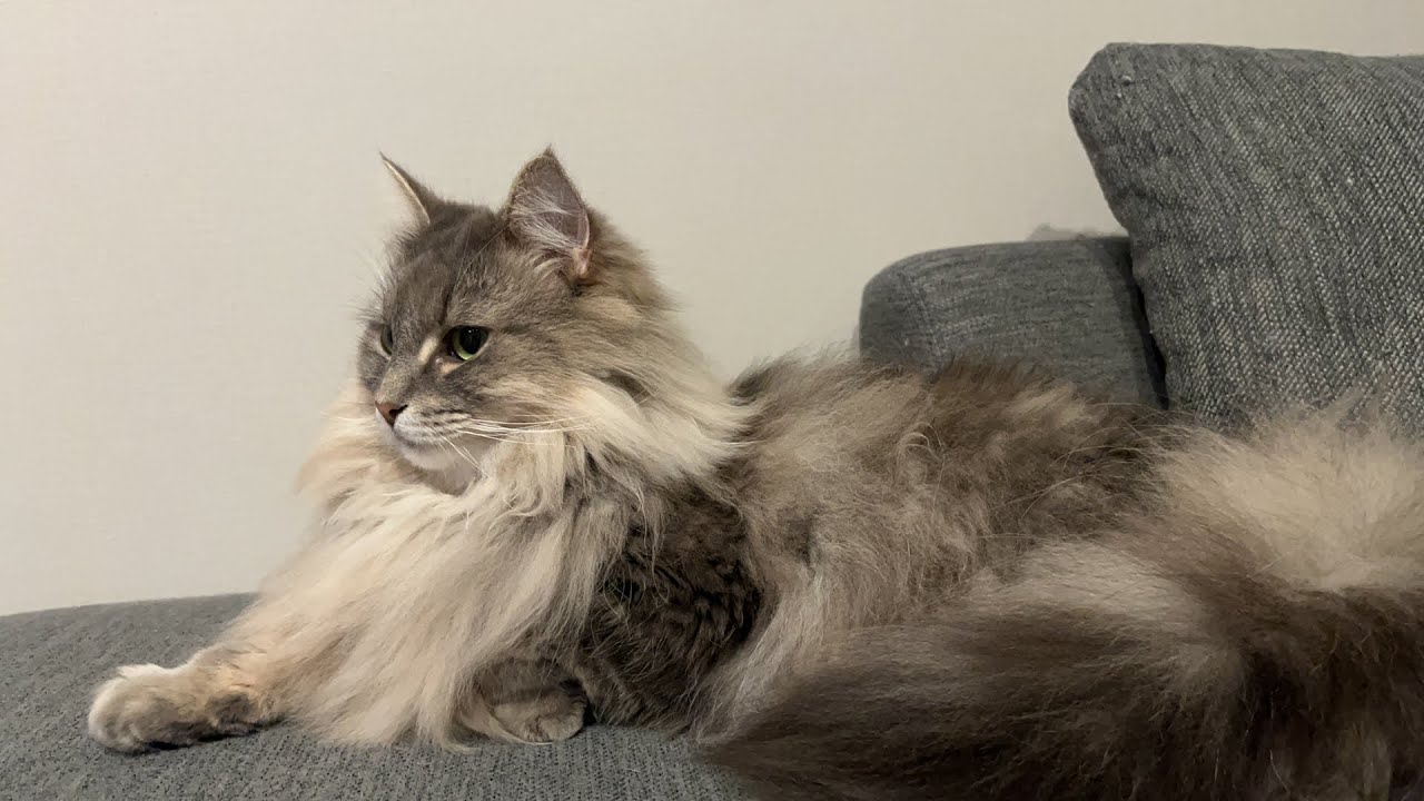 猫と雑談。ノルウェージャンフォレストキャット