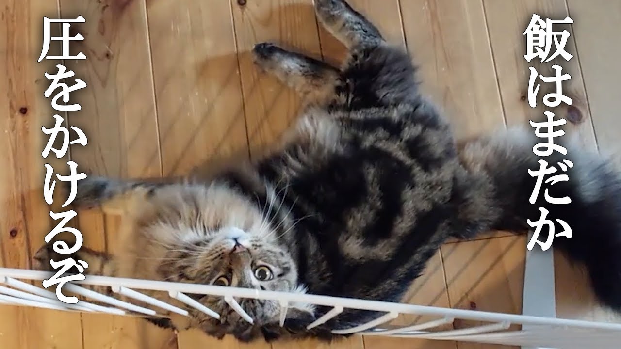 ごはんが待ちきれなくて圧をかけてくるサイベリアン子猫