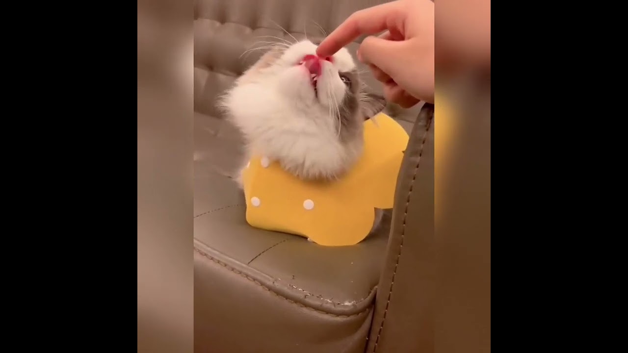 "Irresistibly Cute: White and Brown Cat in a Yellow Shirt Playfully Nibbling Owner's Finger