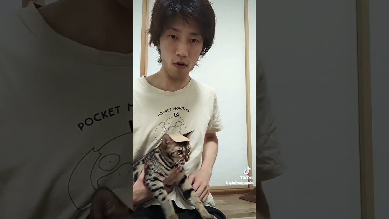 猫の頭にガムテープ効果あるか試してみた #ベンガル #cat #vlog #ステラ #子猫 #ねこのいる生活 ねこ