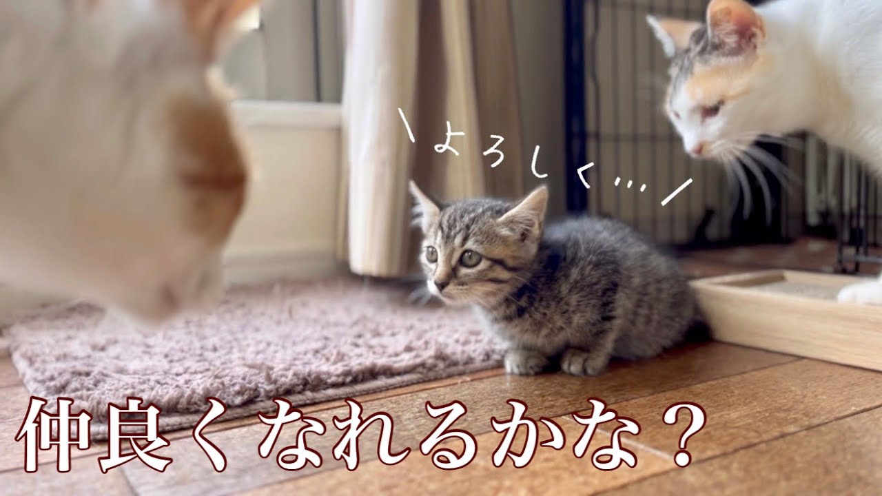 【小さな保護猫ちゃん】ひとりぼっちだった子猫が、家族の一員になれるまで。#cat #保護猫